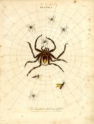 ARANEA: La Fasciata o araña de Berbería