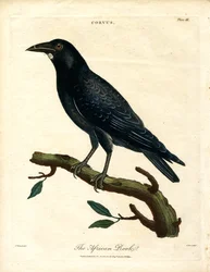 Graja africana