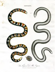 Amphisbaena: Las serpientes Fuliginosa y Alba