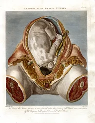 Anatomía del útero grávido
