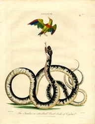 Anguis: Serpiente jaculus y pájaro de colores