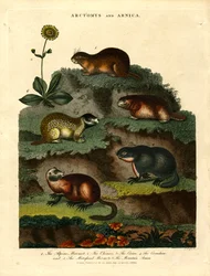 Arctomys y Árnica (Marmotas y Árnica)