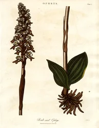 Ophrys nido de pájaro
