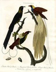 Aves del Paraíso (Paradisea)
