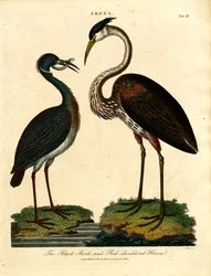Cigüeña negra y garza real