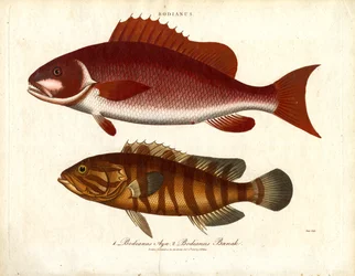 Bodianus - Dos especies de perca marina