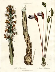 Especies de Broomrape y Arum