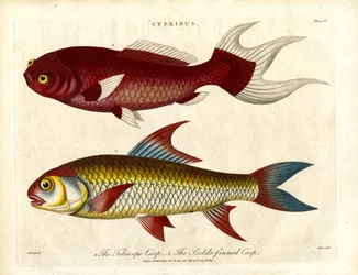 Especies de carpa (Cyprinus)