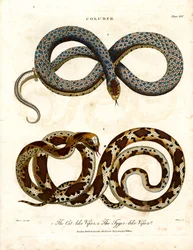 Víboras felinas y tigresas (Coluber)