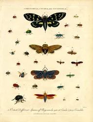 Chrysomela;Cicada y Cicindela