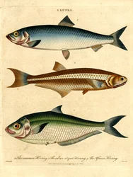 Clupea: Especies de arenque