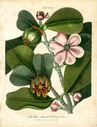 Clusia - El bálsamo rosado