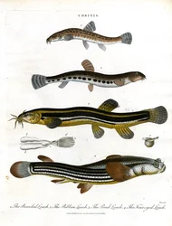 Cobitis: Varias especies de lochas