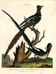 Especies de Colius (Ratoneros)