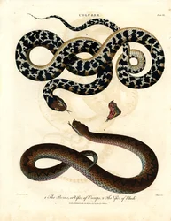 Coluber: víbora europea y víbora de Rodas