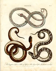 Coluber: Tres especies de víboras