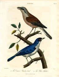 Carnicero común y alcaudón azul