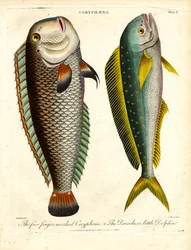 Especies de Coryphaena: Coryphaena de cinco dedos y Delfín chico