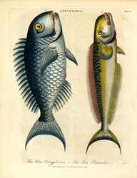 Coryphæna - Delfines