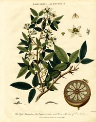 Egle;Empis y Enchelis