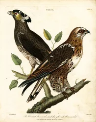 Falco ratonero crestado y ratonero enguantado