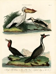 Cuatro especies de pelícanos y aves marinas