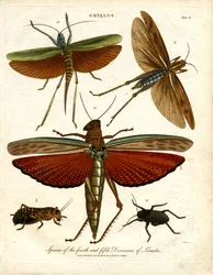 GRYLLUS: Especies de la cuarta y quinta división de langostas
