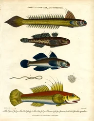 Gobius;Gonium y Gordius: Gobios y Gusanos