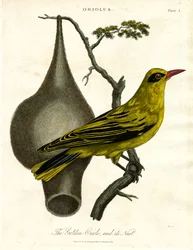 Oriole dorada y su nido