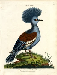 Paloma india coronada (Columba)