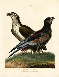 Águila Griffard y el barquero
