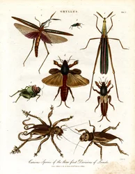 Gryllus: Especies curiosas de las tres primeras divisiones de langostas