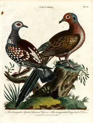 Palomas de Guinea y tórtolas (Columba)