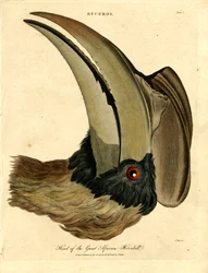 Cabeza del cálao africano