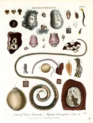Helmintología;Lámina II - Orden de las lombrices intestinales