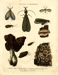 Helvella y Hemerobius