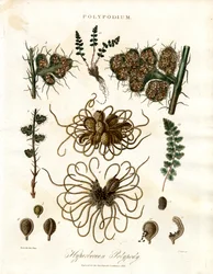 Polipodio hiperbóreo - Helechos del género Polypodium
