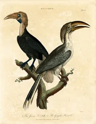Cálao de Java y Cálao de Gingala (Buceros)