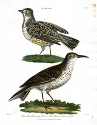 Especies de alondra - Alondra común y africana
