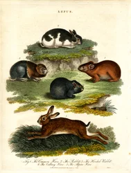 Lepus - Liebres y roedores