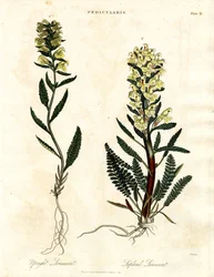 Especies de lousewort