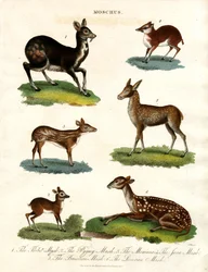 Moschus Varias especies de ciervo almizclero