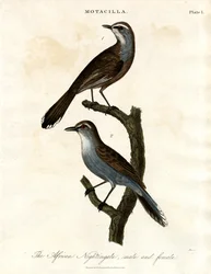 Motacilla - Ruiseñor africano