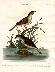 Motacilla: curruca charlatana y curruca Isabella