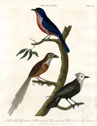 Muscicapa - Especies de papamoscas
