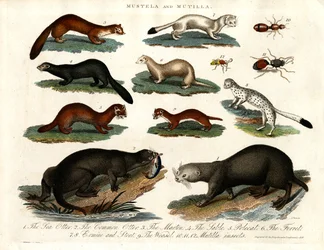 Mustela y Mutilla: Ilustración de varios Mustélidos e Insectos Mutilla
