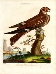 Chotacabras (Caprimulgus)
