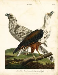 Águila ruidosa y águila de cola larga