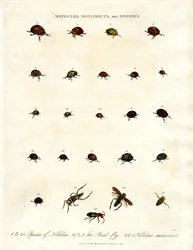 Escarabajos Notoclea;Notonecta;y Notoxus