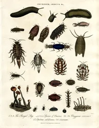 Onchidium;Oniscus y otros artrópodos